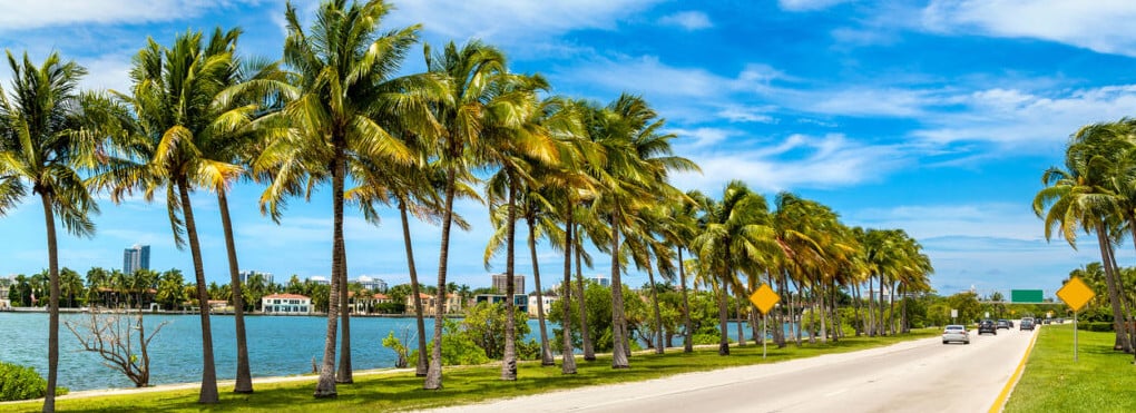 Palm trees and road in Florida