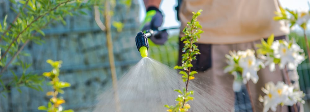 A person spraying pesticide on a plant