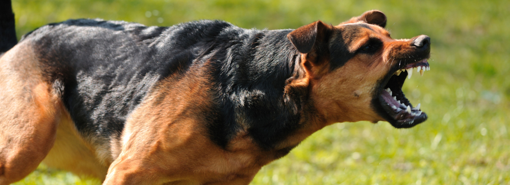 An angry dog with bared teeth