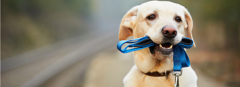 A friendly looking dog holding a leash in its mouth